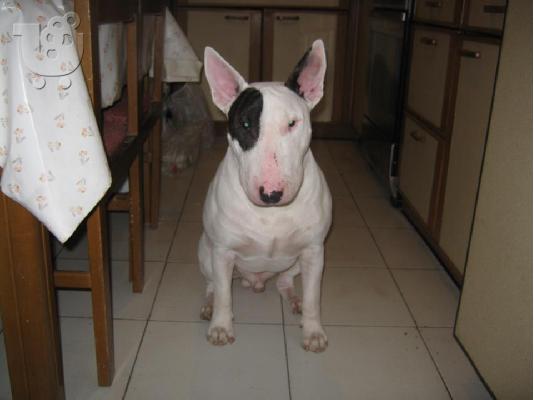 PoulaTo: BULL TERRIER